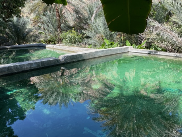 A turquoise colored farm pool is surrounded by date and banana trees.